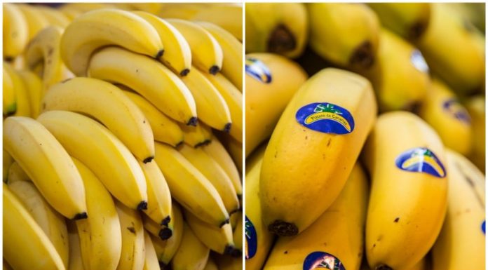 que diferencia hay entre banana y platano de canarias