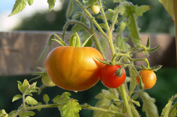 calorias del tomate crudo