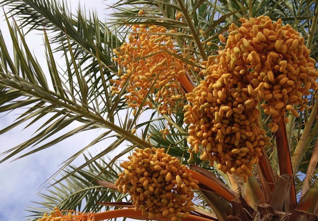 de donde provienen los datiles palmeras de donde provienen los datiles palmeras