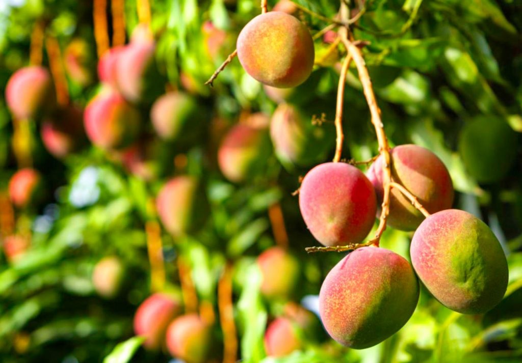 el arbol del mango se llama el arbol del mango se llama