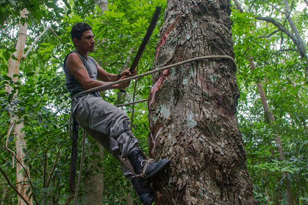chicles sin edulcorantes chicles sin edulcorantes