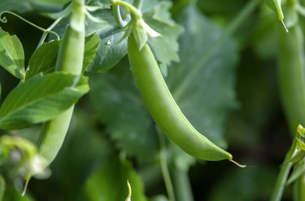cómo es la planta de las habas