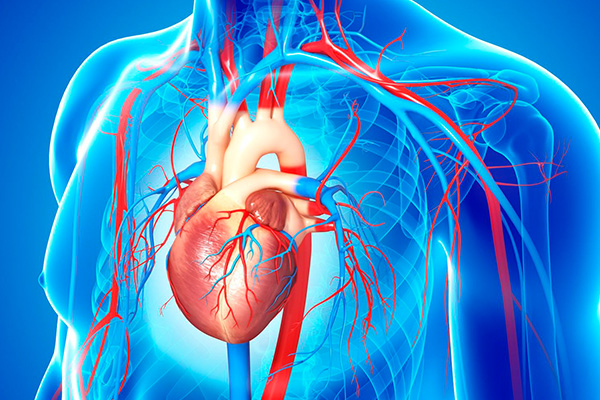 corazon venas y arterias