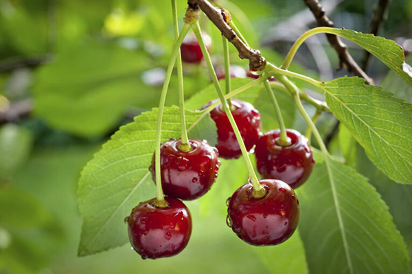 beneficios de comer cerezas