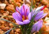 curcuma o azafran