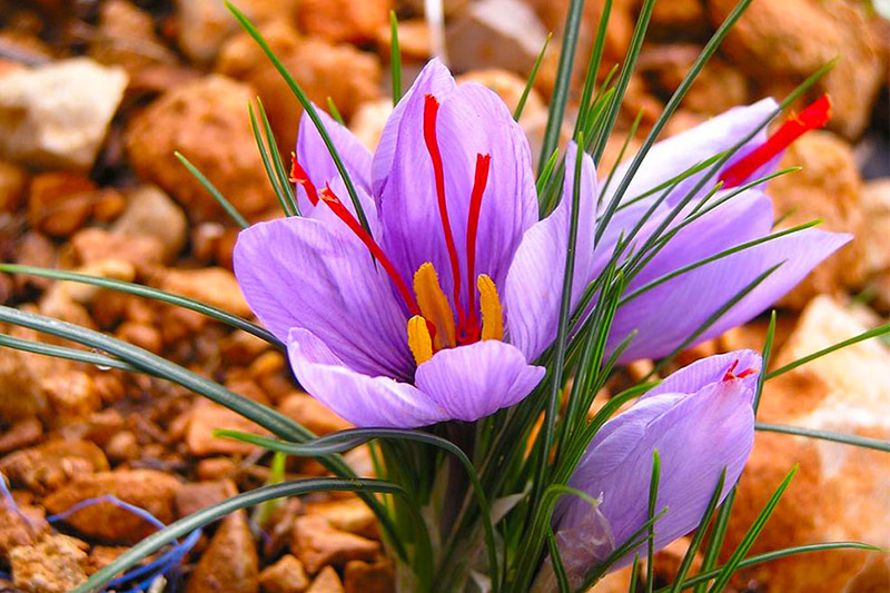 curcuma o azafran curcuma o azafran