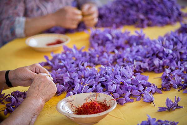 la planta mas cara del mundo la planta mas cara del mundo