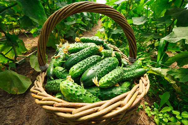 pepino holandes recetas