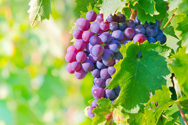 nutrientes de la uva