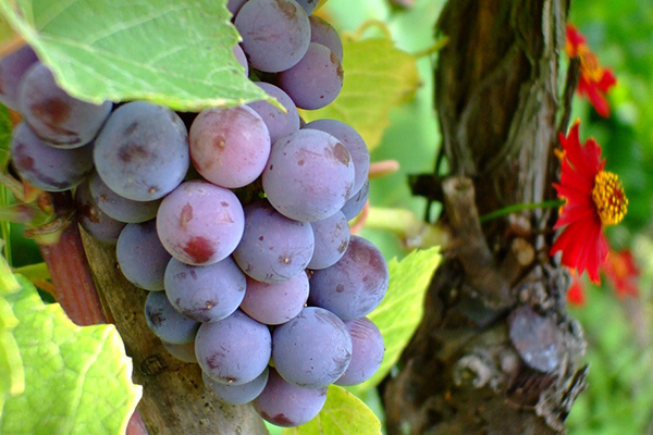 para que sirve la uva morada