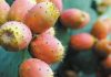 beneficios del higo chumbo para la salud